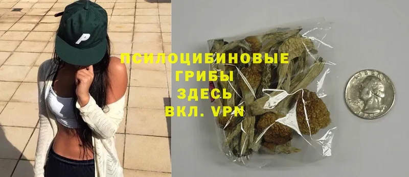 Галлюциногенные грибы Psilocybe  купить   Белогорск 